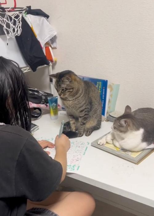 監視する猫