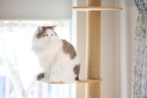 キャットタワーにいる猫