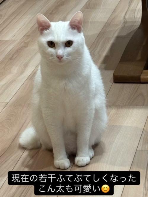おすわりする白猫