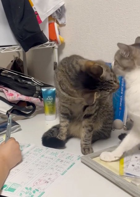飽きた猫