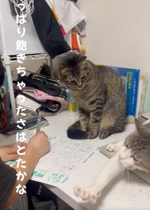 伸びる猫