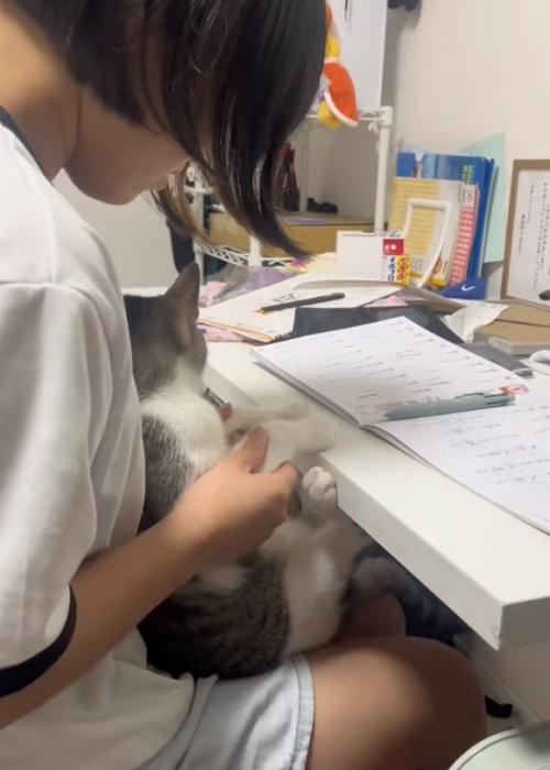 抱かれる猫