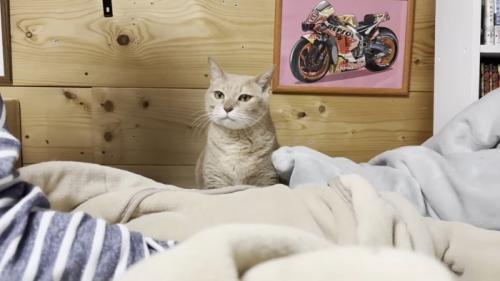 ひのきちゃん