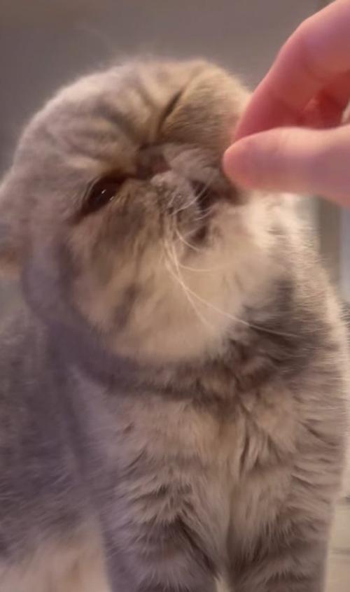 首を傾けながらおやつを食べる猫