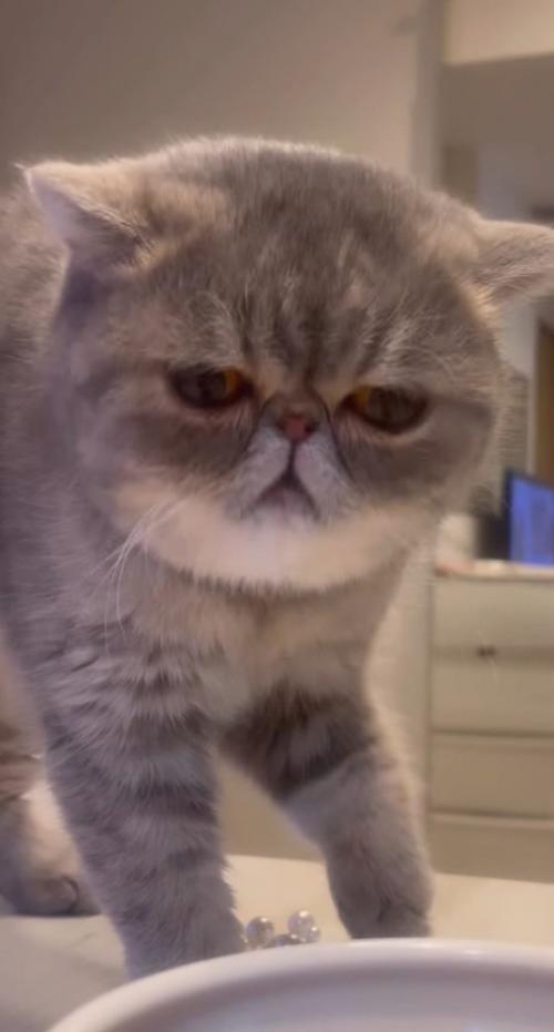 皿の中身を見つめる猫
