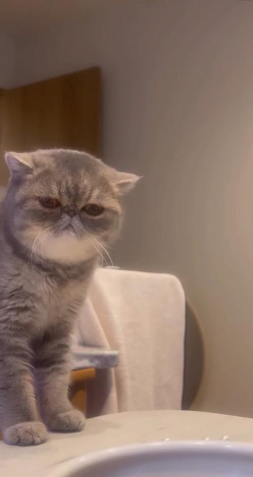 テーブルの上に上る猫