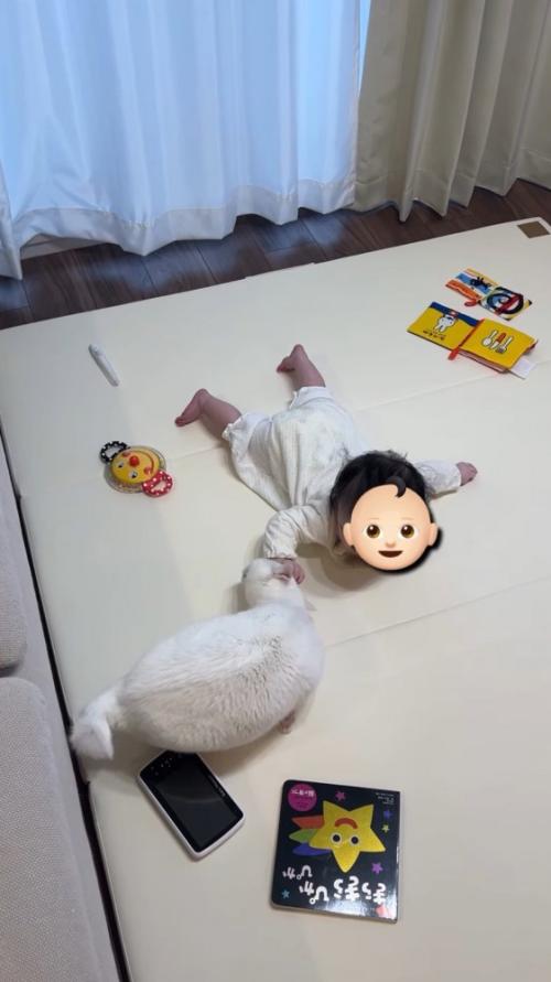 赤ちゃんの手に自分の頭をくっつける猫