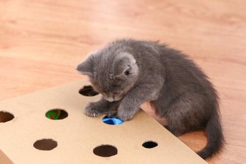 段ボールのおもちゃで遊ぶ猫
