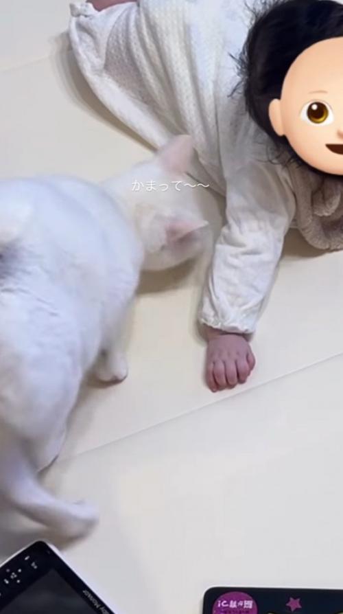 赤ちゃんの方に歩いてきた猫