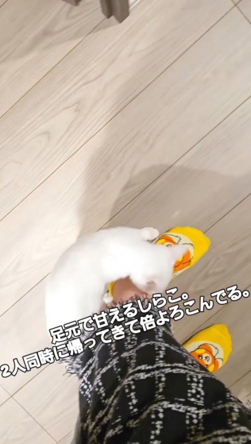 飼い主の足にすり寄る子猫