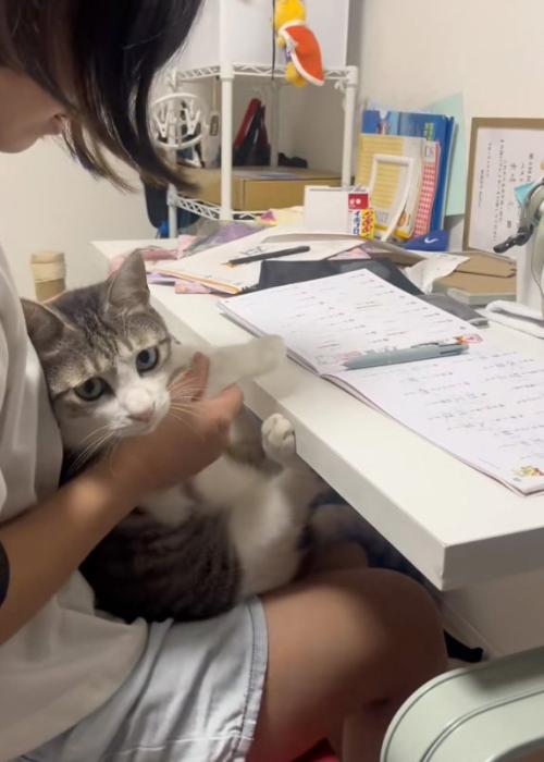 こちらを見る猫