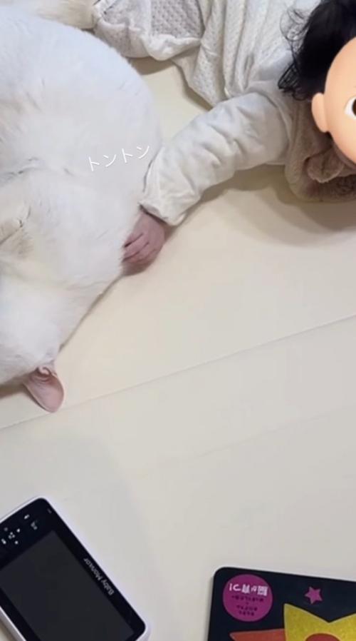 猫の背中に手を置く赤ちゃん