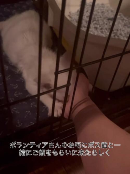 人の手に顔を埋める子猫