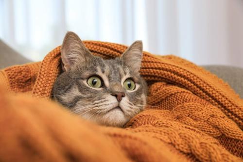 毛布の中から顔を出す猫