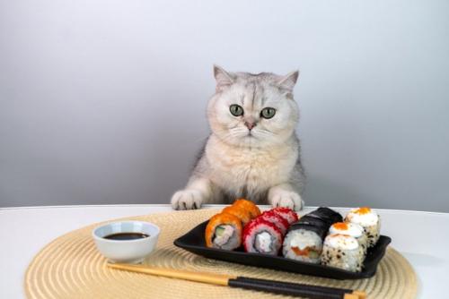 ごはんを眺める猫