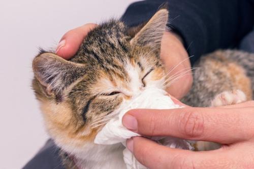 猫風邪