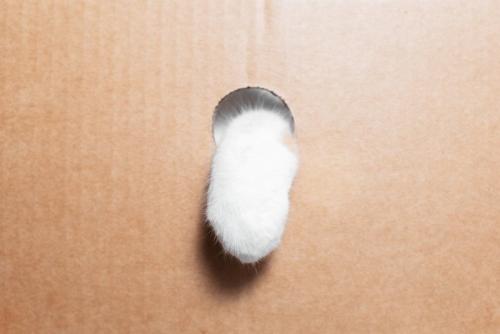 段ボールの穴から手を出す猫