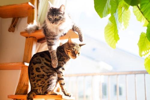 キャットタワーにいる猫