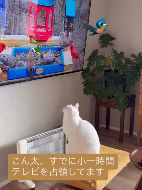テレビを見る猫
