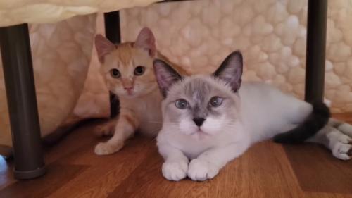 座って前を見る2匹の子猫