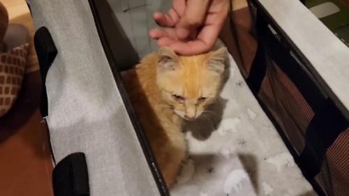 振り向く子猫