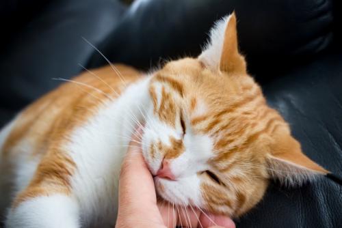 甘噛み茶白ねこ