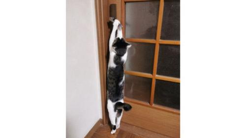 ドアを開ける猫