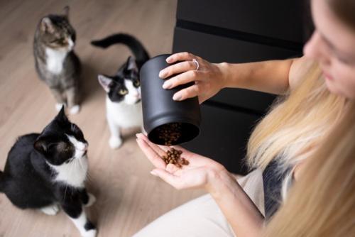 3匹の猫におやつをあげる女性