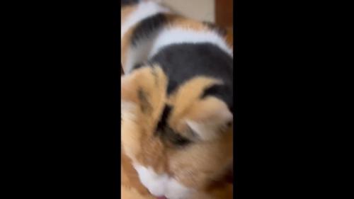 ドアップ