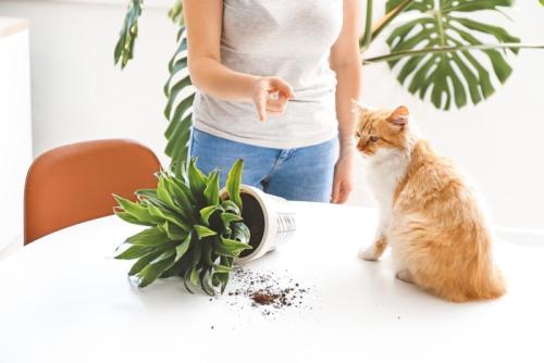 お説教される猫