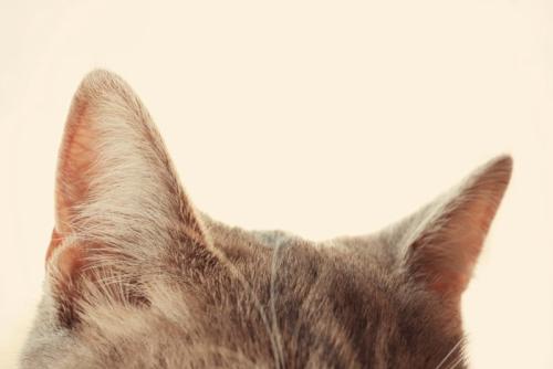 猫耳アップ