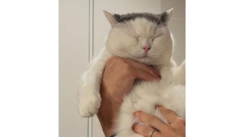 抱かれている猫