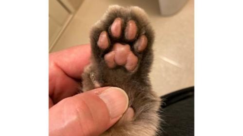 猫の手