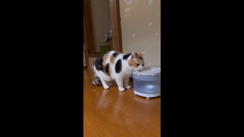 水を飲むミケちゃん