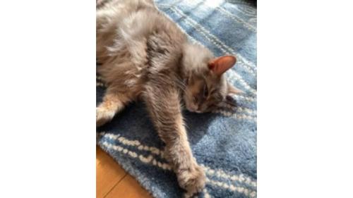 室内にいる猫