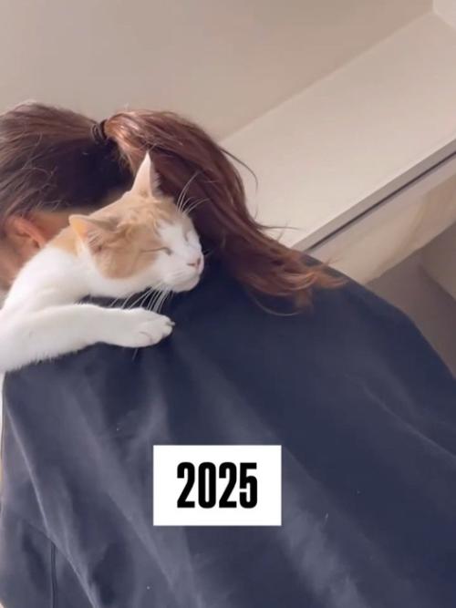 猫の寝顔