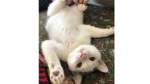 子猫