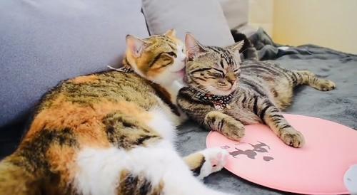 後輩猫をグルーミングするスコティッシュフォールド