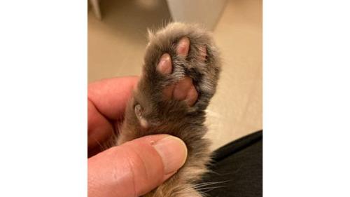 猫の手