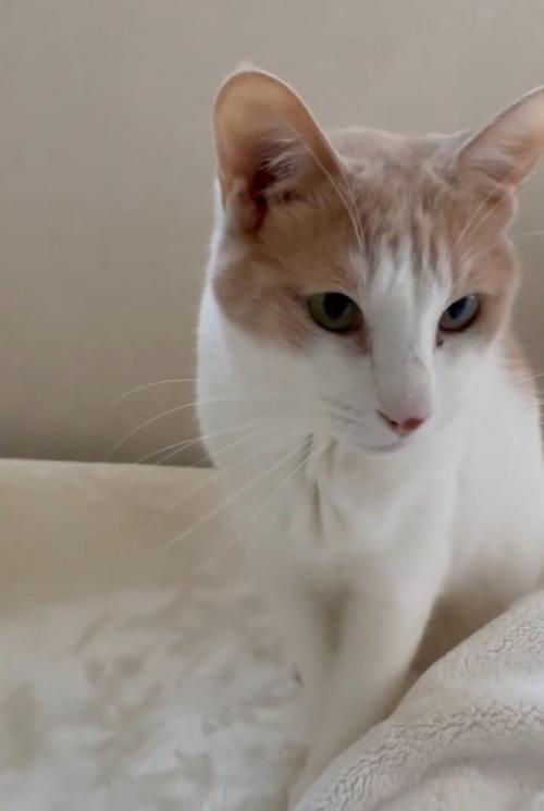 座る猫