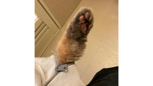 猫の手