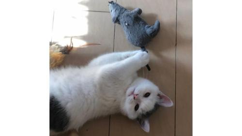 室内にいる猫