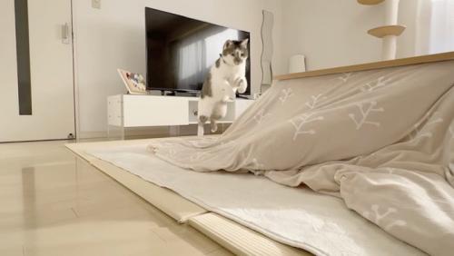 飛びかかるささみくん