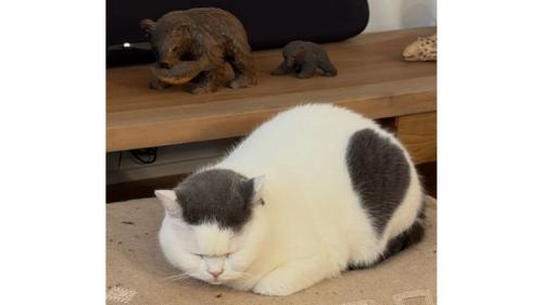 室内にいる猫