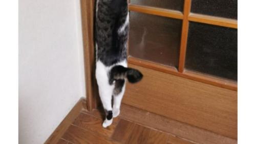 ドアを開ける猫