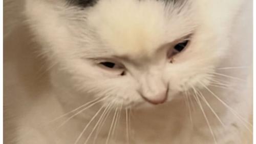 室内にいる猫