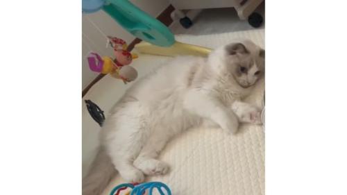 室内にいる猫