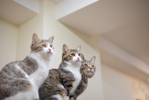 3匹の猫