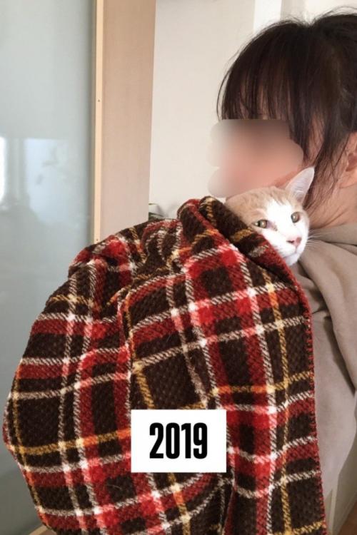 抱っこされ毛布をかけられる猫