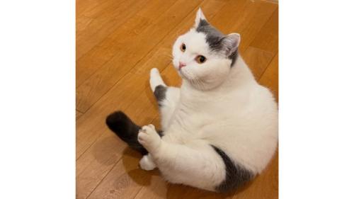 室内にいる猫